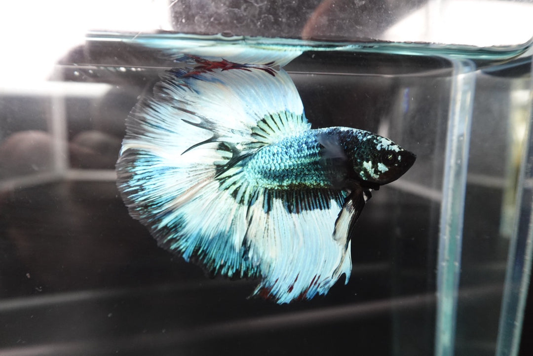 Rare Halfmoon Green Copper Betta Fish
