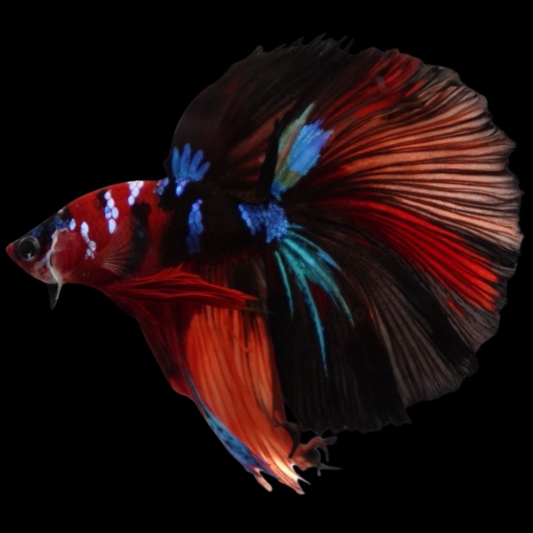 Rare Halfmoon Multicolors Betta Fish