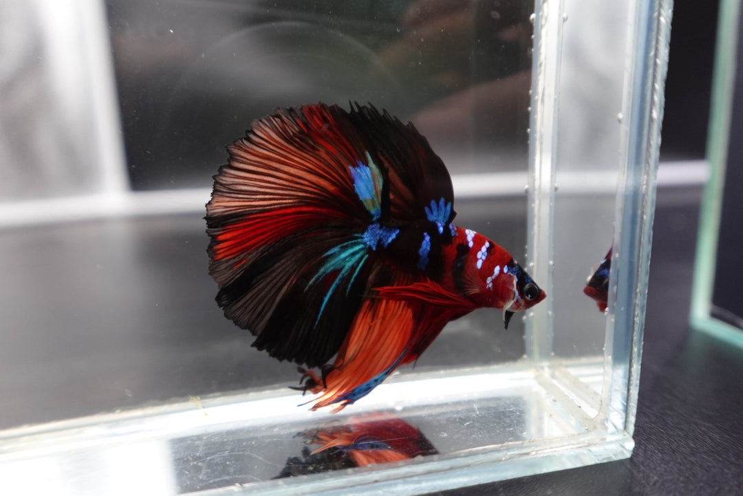 Rare Halfmoon Multicolors Betta Fish