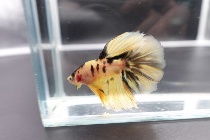 Rare Halfmoon Multicolors Betta Fish