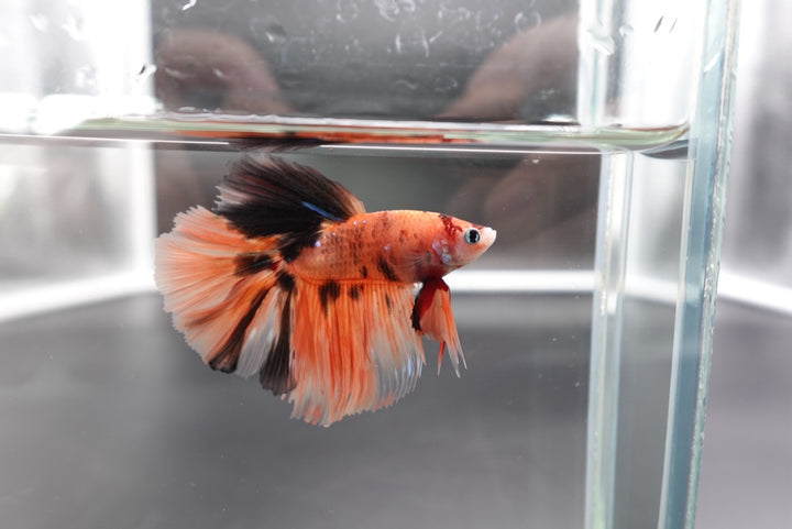 Rare Halfmoon Multicolors Betta Fish