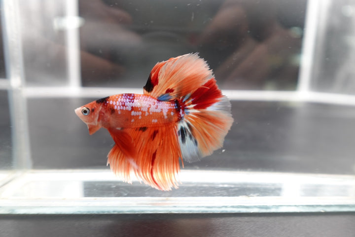 Rare Halfmoon Multicolors Betta Fish