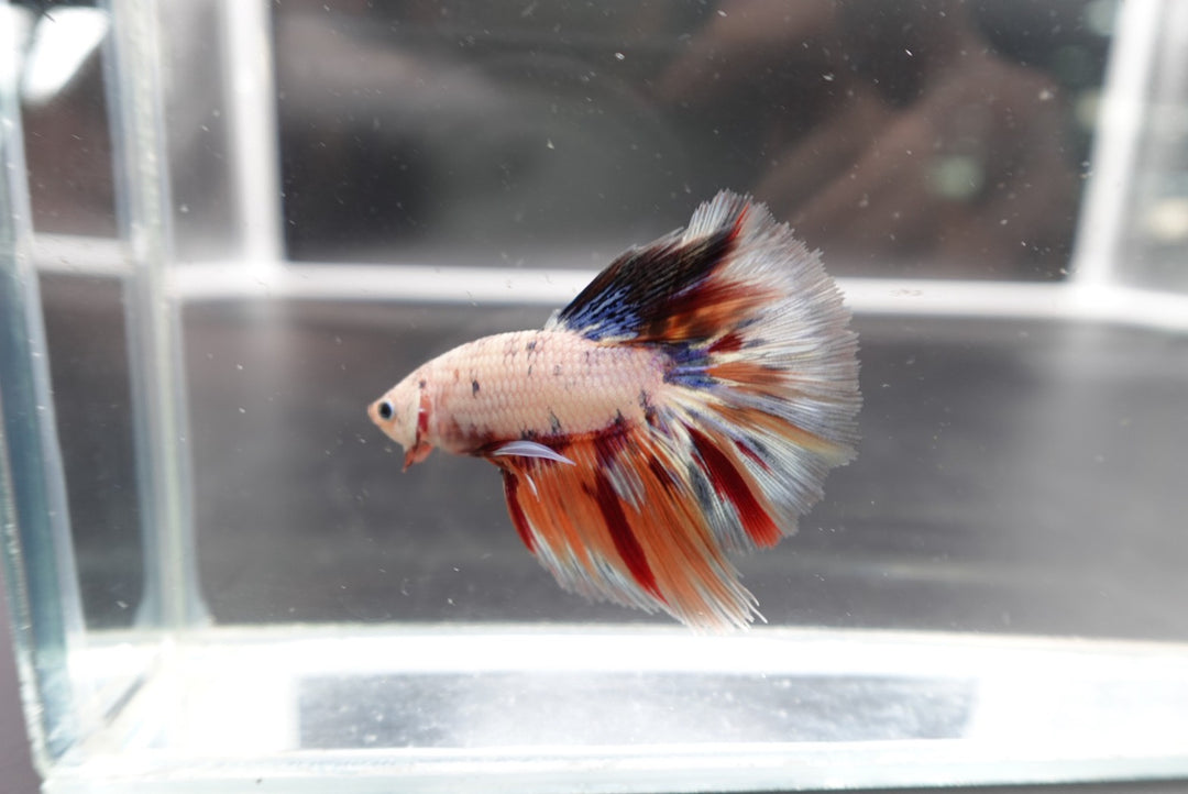 Rare Halfmoon Multicolors Betta Fish