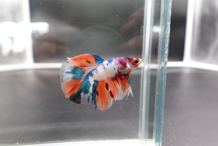 Rare Halfmoon Multicolors Betta Fish
