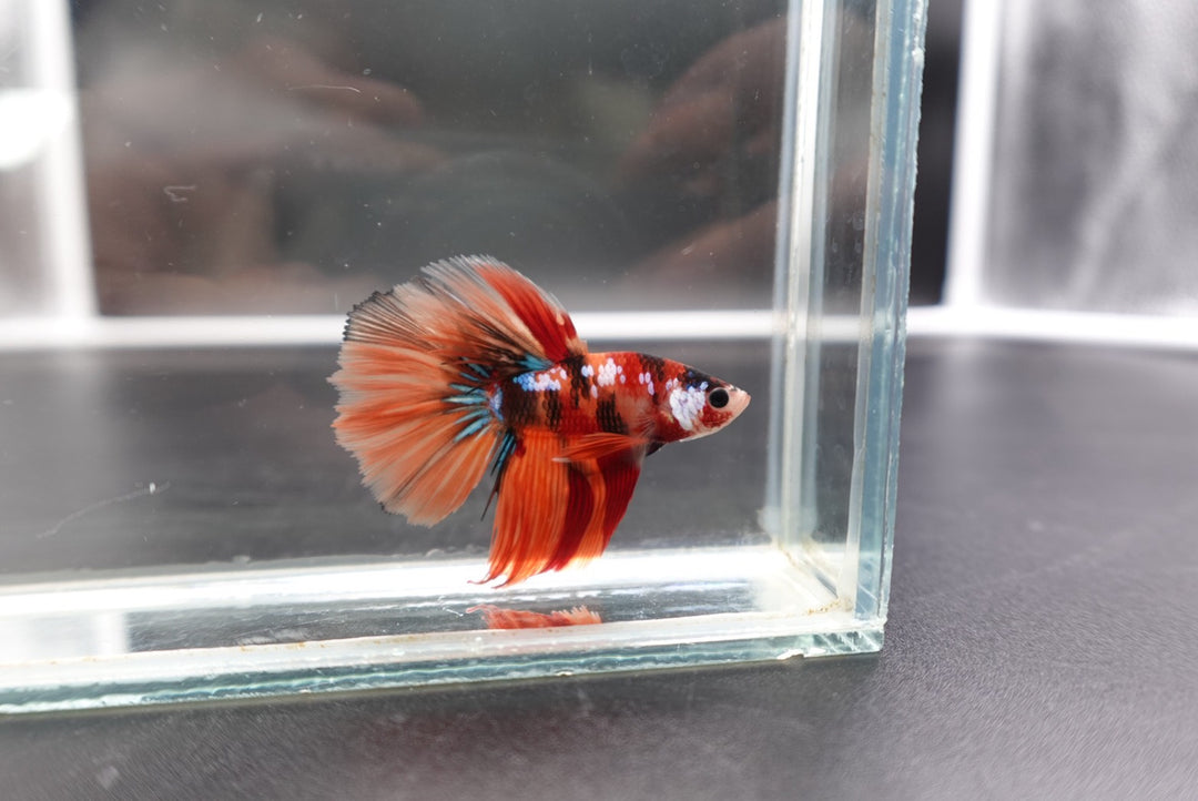 Rare Halfmoon Multicolors Betta Fish