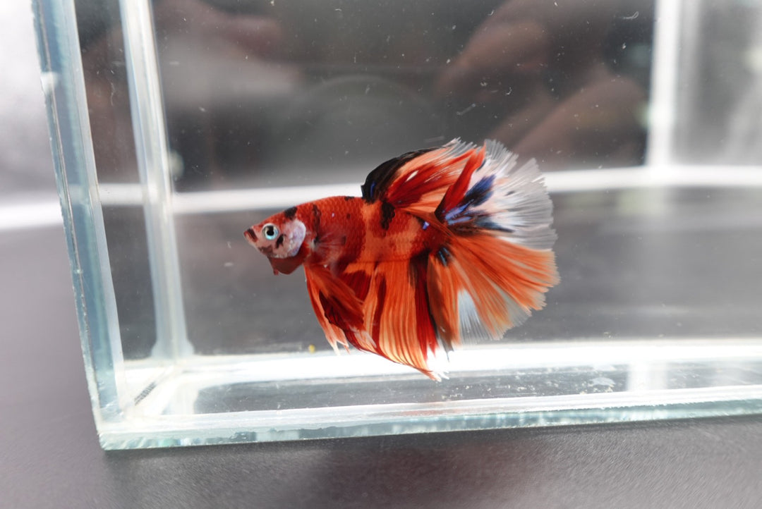 Rare Halfmoon Multicolors Betta Fish