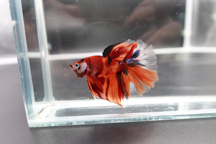 Rare Halfmoon Multicolors Betta Fish
