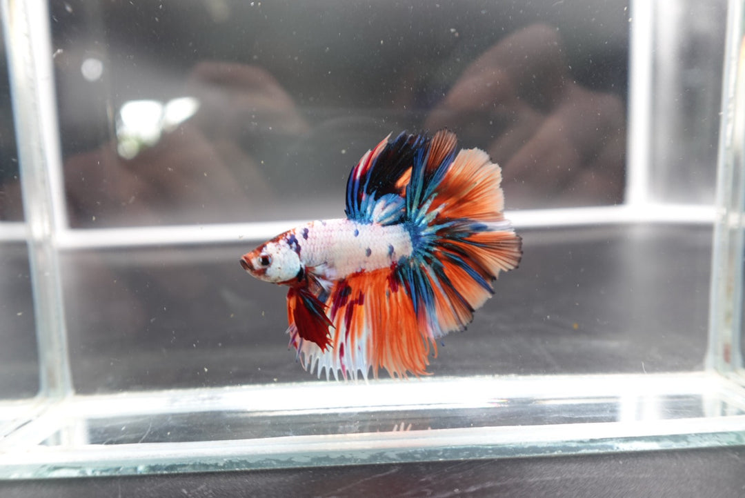 Rare Halfmoon Multicolors Betta Fish