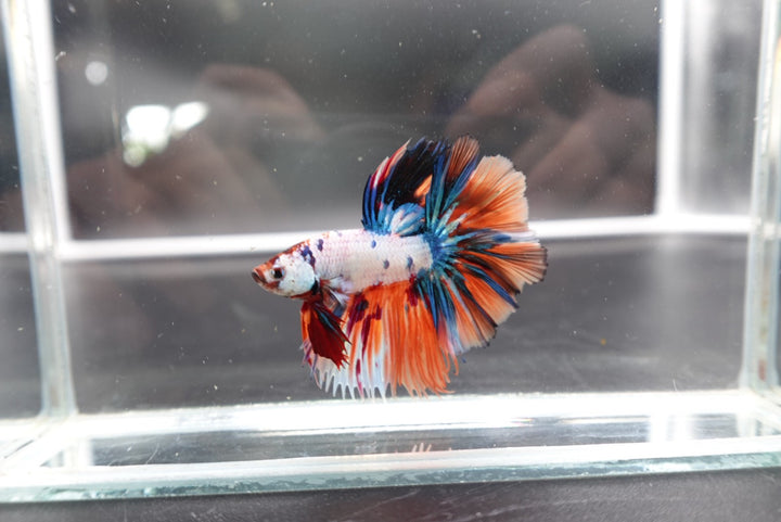 Rare Halfmoon Multicolors Betta Fish