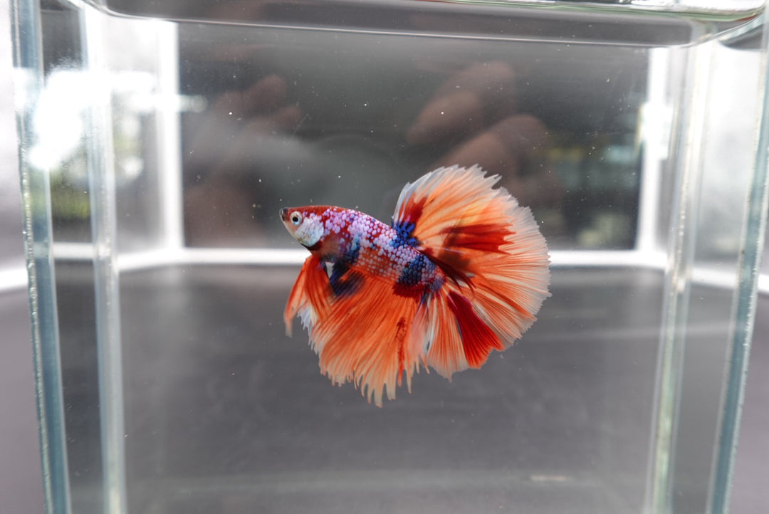Rare Halfmoon Multicolors Betta Fish