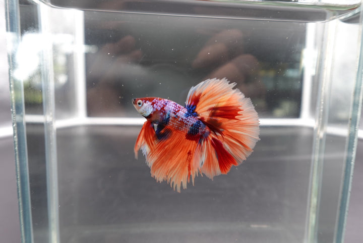 Rare Halfmoon Multicolors Betta Fish