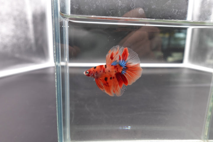 Rare Halfmoon Multicolors Betta Fish