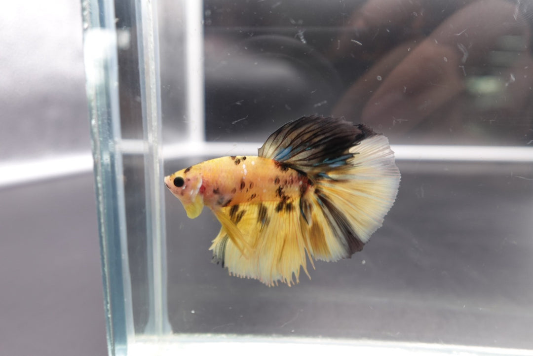 Rare Halfmoon Multicolors Betta Fish