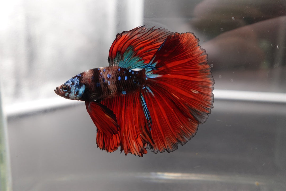 Rare Halfmoon Multicolors Betta Fish