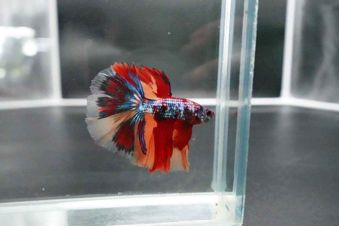 Rare Halfmoon Multicolors Betta Fish