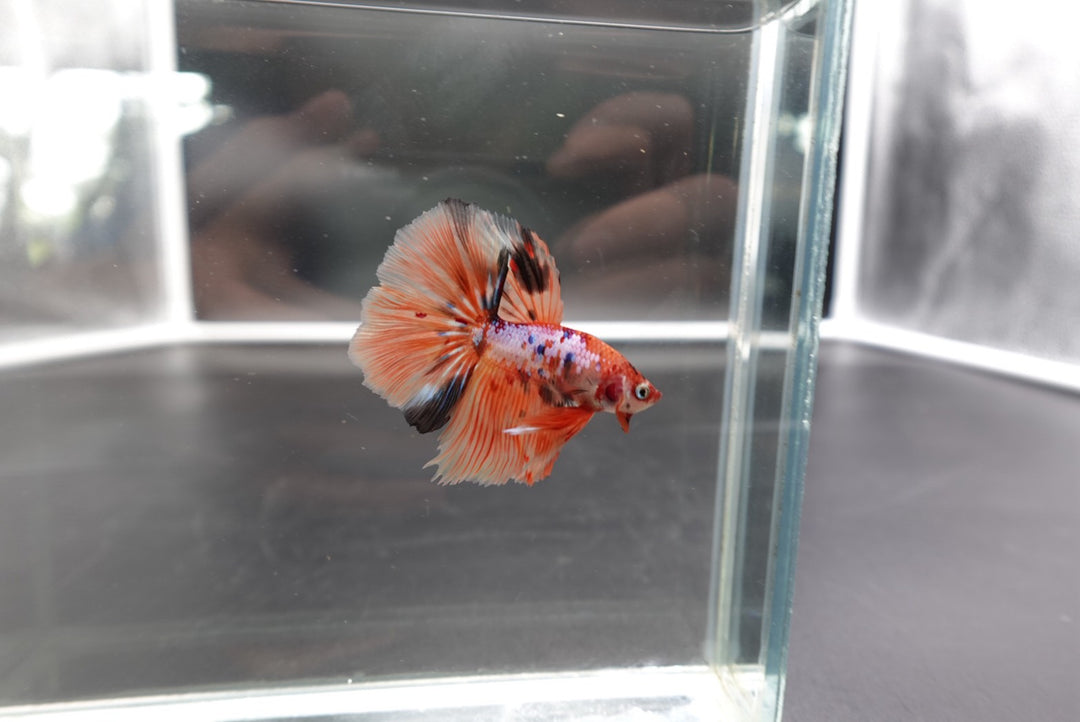 Rare Halfmoon Multicolors Betta Fish