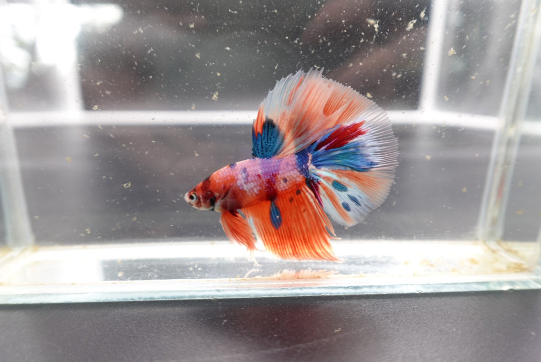 Rare Halfmoon Multicolors Betta Fish