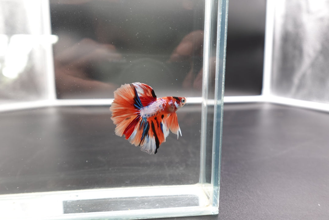 Rare Halfmoon Multicolors Betta Fish