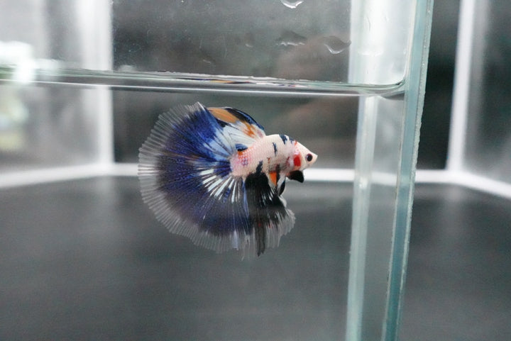 Rare Halfmoon Multicolors Betta Fish
