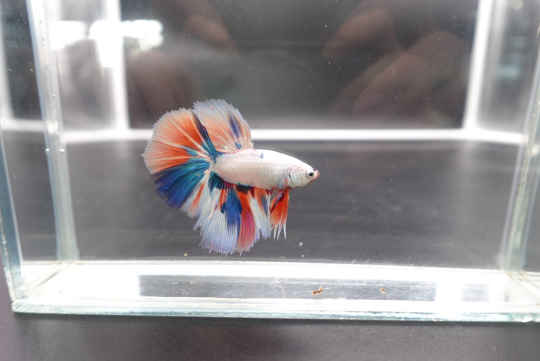 Rare Halfmoon Multicolors Betta Fish