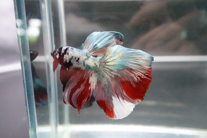 Rare Halfmoon Multicolors Betta Fish