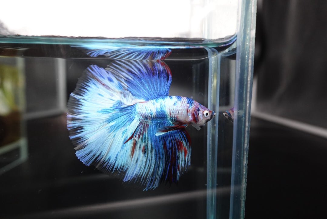 Rare Halfmoon Multicolors Betta Fish