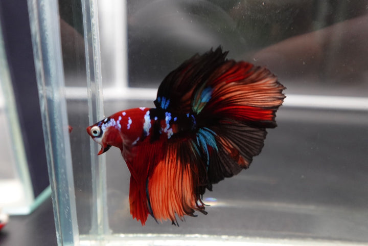 Rare Halfmoon Multicolors Betta Fish