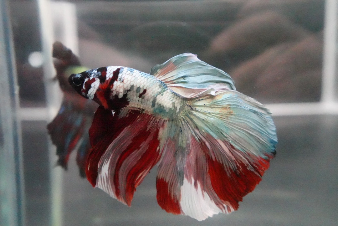 Rare Halfmoon Multicolors Betta Fish