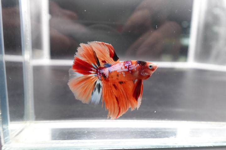 Rare Halfmoon Multicolors Betta Fish
