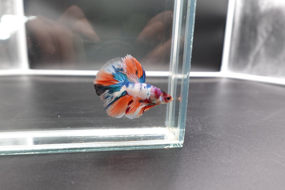 Rare Halfmoon Multicolors Betta Fish