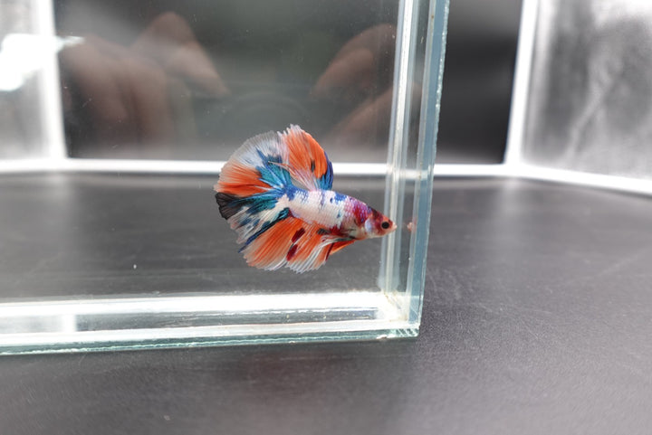 Rare Halfmoon Multicolors Betta Fish