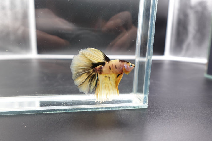 Rare Halfmoon Multicolors Betta Fish