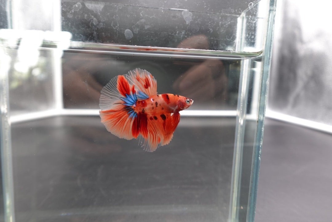 Rare Halfmoon Multicolors Betta Fish