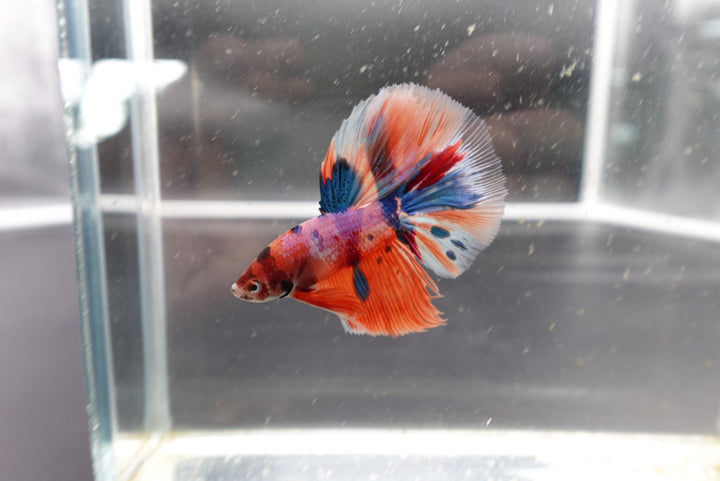 Rare Halfmoon Multicolors Betta Fish