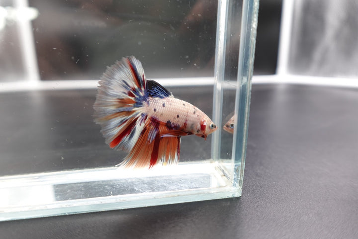 Rare Halfmoon Multicolors Betta Fish