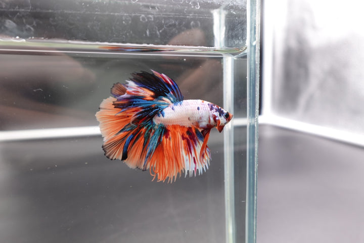 Rare Halfmoon Multicolors Betta Fish