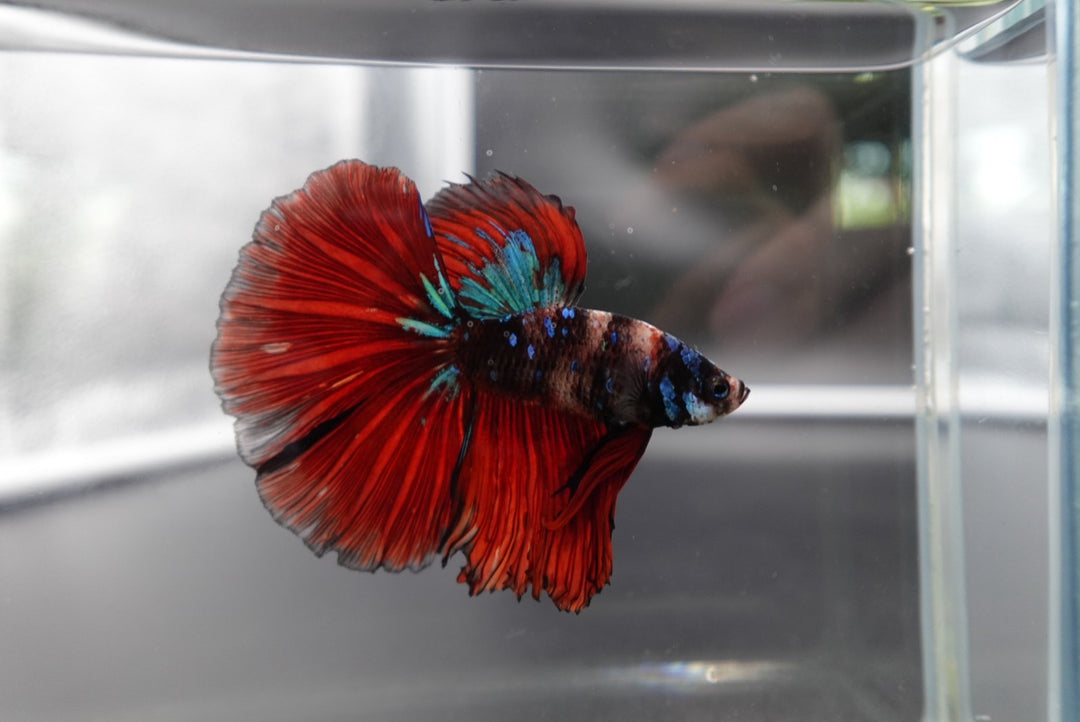 Rare Halfmoon Multicolors Betta Fish