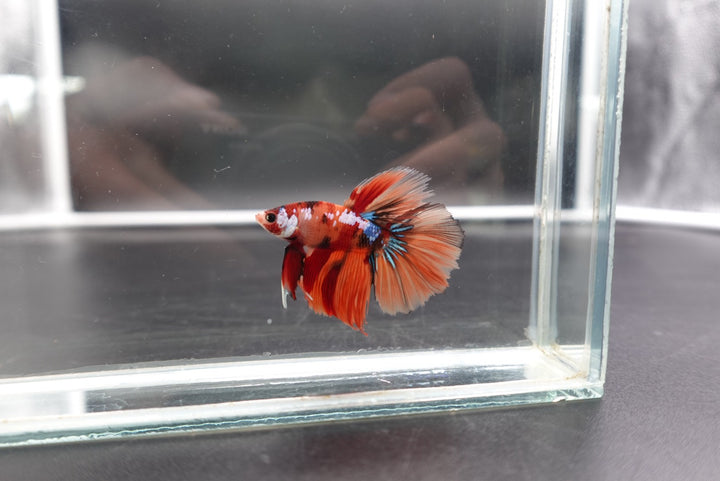 Rare Halfmoon Multicolors Betta Fish