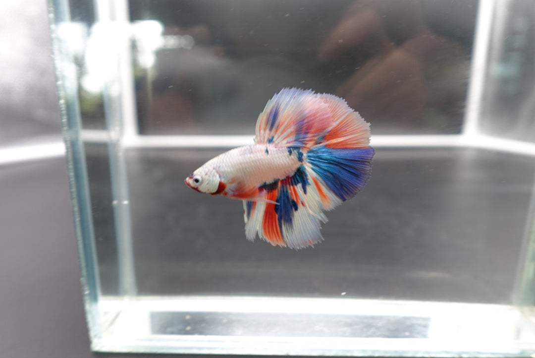 Rare Halfmoon Multicolors Betta Fish