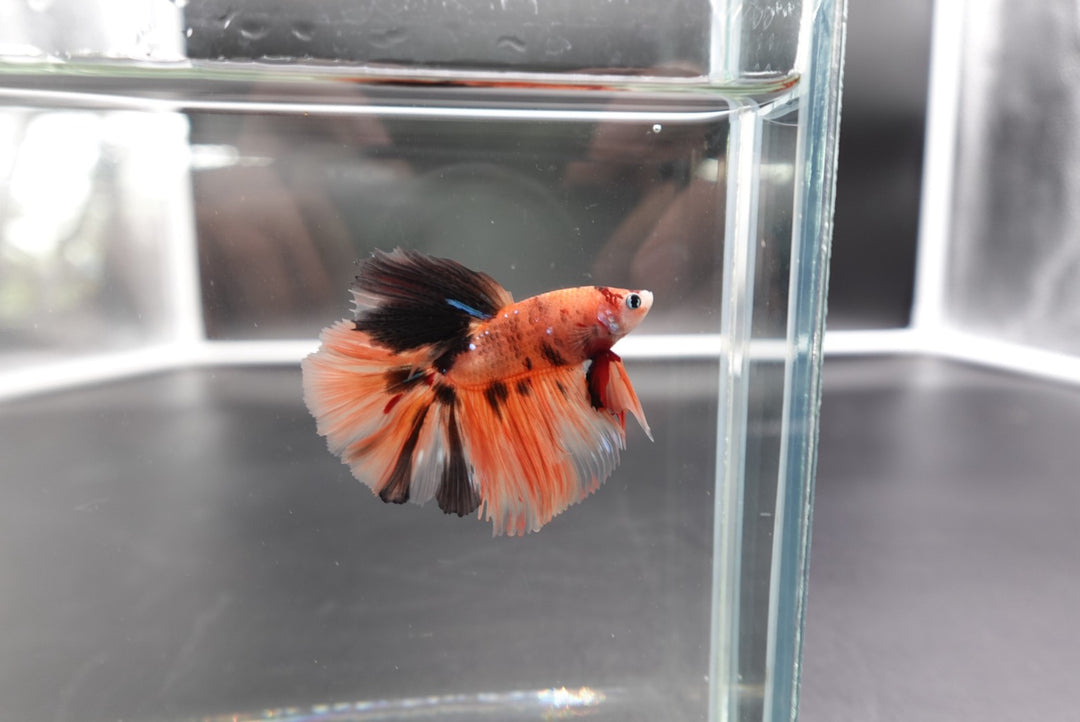 Rare Halfmoon Multicolors Betta Fish