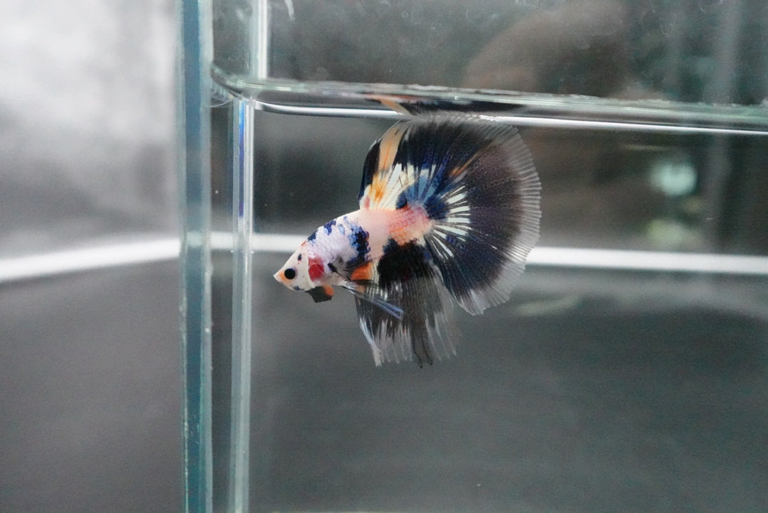 Rare Halfmoon Multicolors Betta Fish