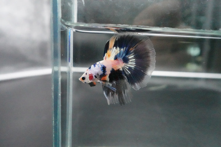 Rare Halfmoon Multicolors Betta Fish