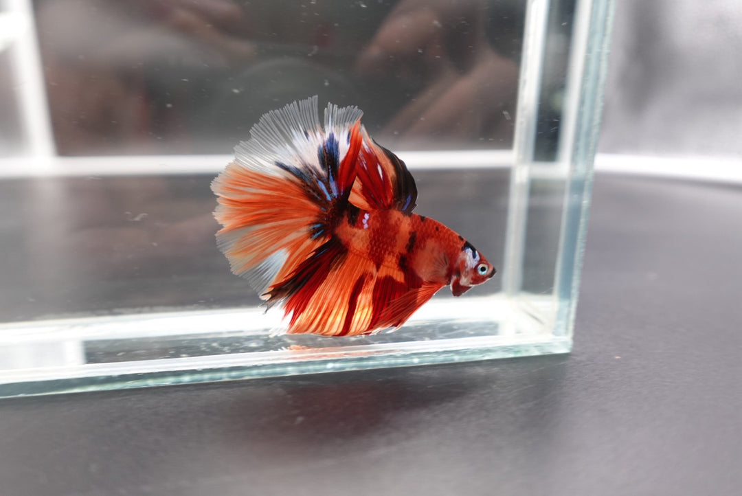 Rare Halfmoon Multicolors Betta Fish
