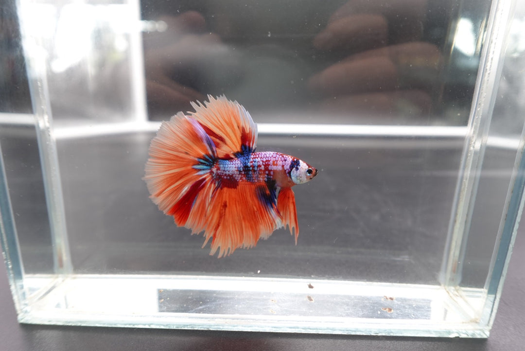 Rare Halfmoon Multicolors Betta Fish