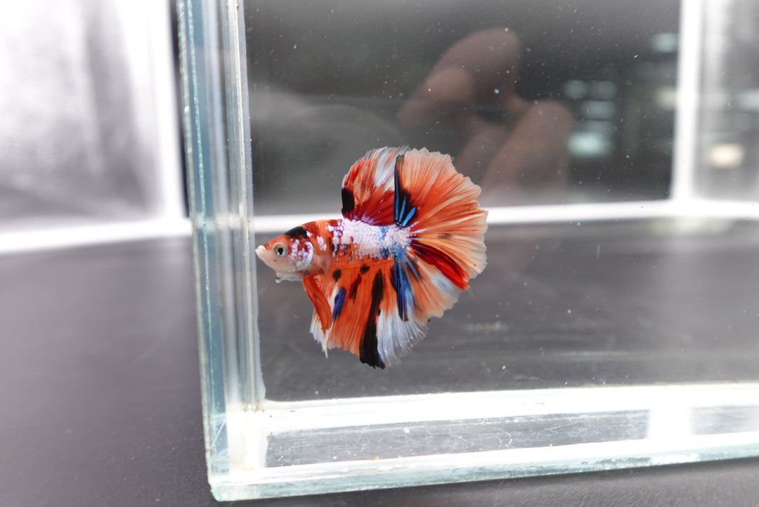 Rare Halfmoon Multicolors Betta Fish