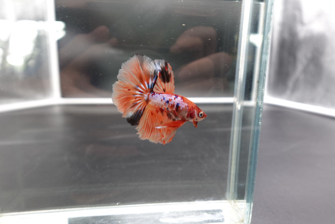 Rare Halfmoon Multicolors Betta Fish
