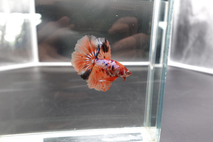 Rare Halfmoon Multicolors Betta Fish