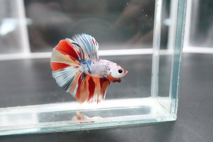 Rare Halfmoon Multicolors Betta Fish