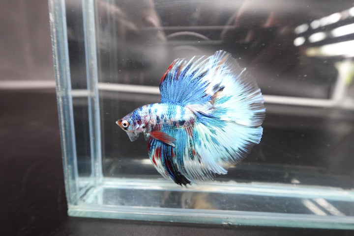 Rare Halfmoon Multicolors Betta Fish