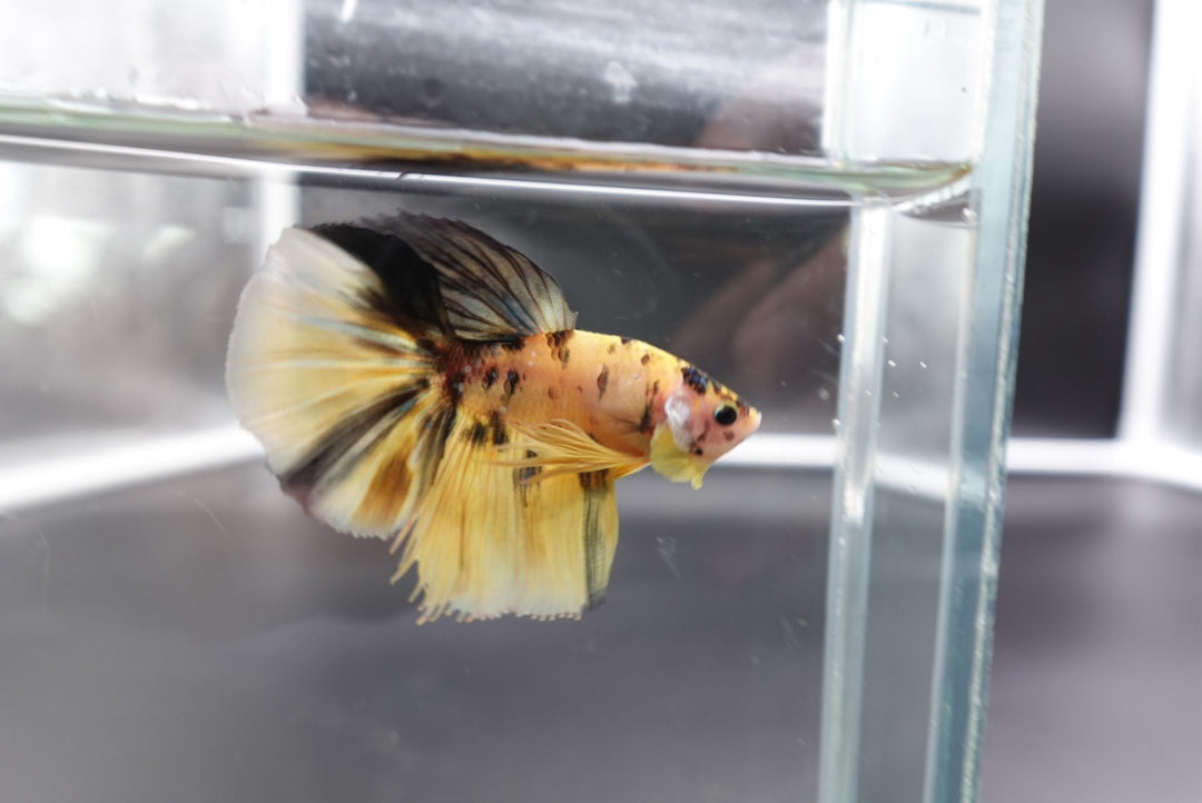 Rare Halfmoon Multicolors Betta Fish